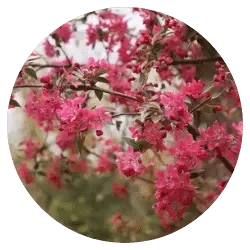 Rosalia-review-icon
